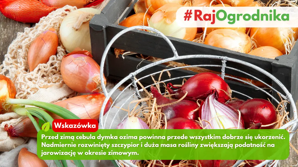 Uprawa cebuli dymki ozimej w ogrodzie sklep rajogrodnika